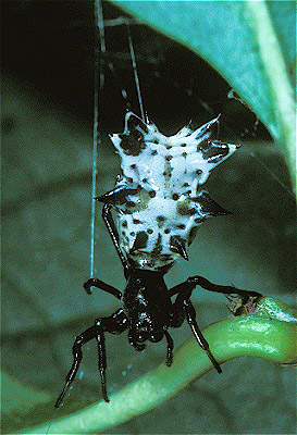 Orb-weaver Spider 