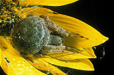 Orb-weaver Spider 