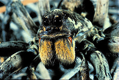 wolf spider