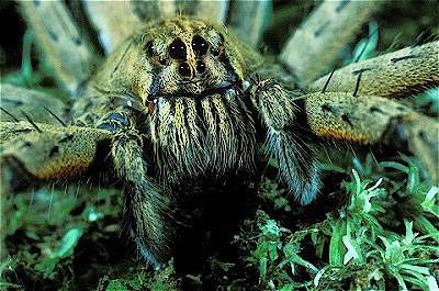 wolf spider