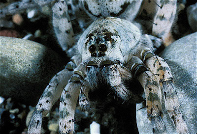 wolf spider