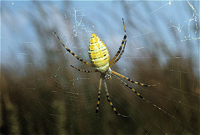 Banded Garden Spider 