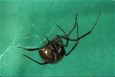 Black Widow Spider