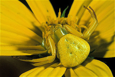 Crab Spider 