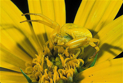 Crab Spider 