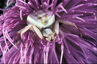 Crab Spider 