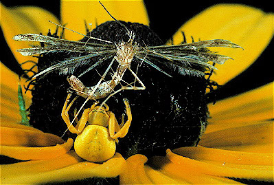 Crab Spider w/ prey