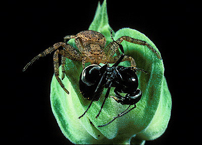 Crab Spider w/ prey