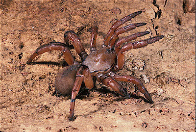 E African Red Trap Door Spider