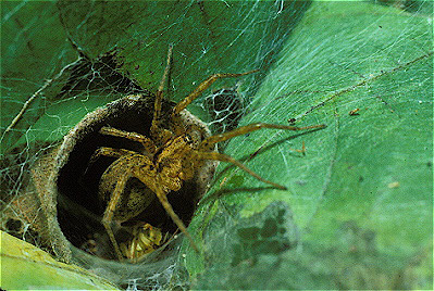 Funnelweb Spider