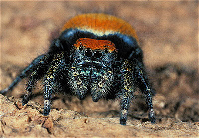 Jumping Spider