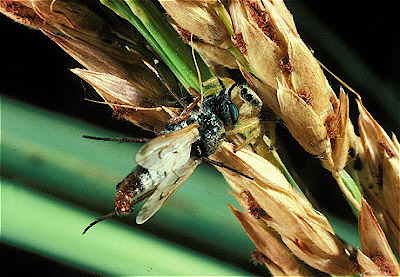 Jumping Spider