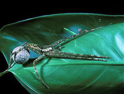 wolf spider