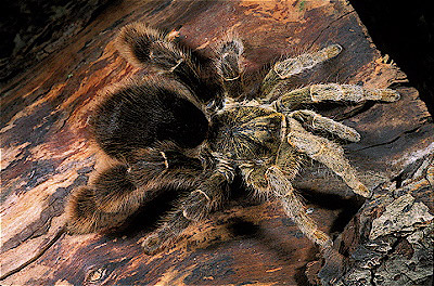 African Red-Rump Tarantula