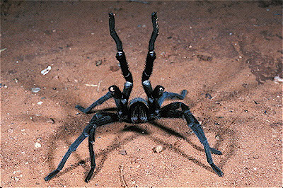 American Tarantula