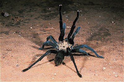 American Tarantula