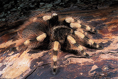 Brazilian White Tarantula