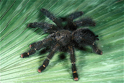 Columbia Tree Spider