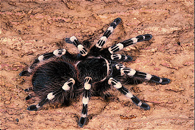 Giant White-KneedTarantula