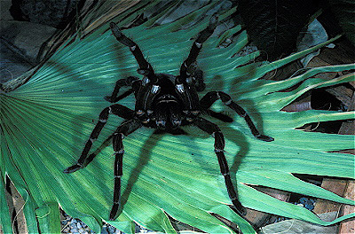 Goliath Birdeater