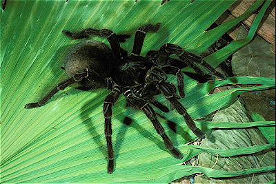 Goliath Birdeater