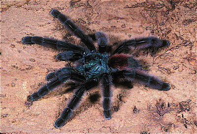 Martinique Tree Spider