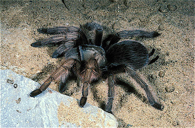 Mexican Blond Tarantula