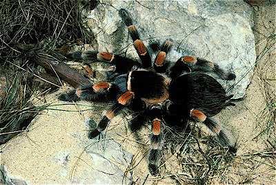 mexican red kneed tarantula