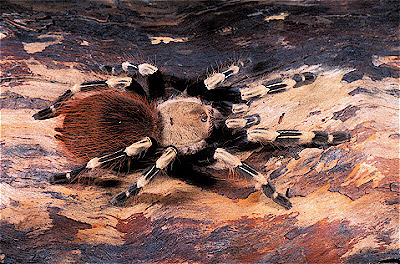 Red-Rump Zebra Tarantula