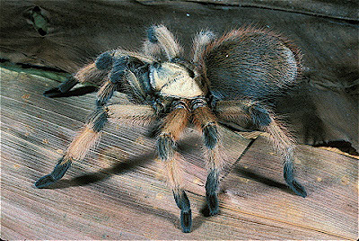 Rio Grande Gold Tarantula