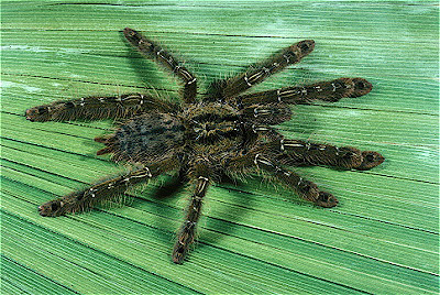 Sierra Leone Featherleg Baboon Spider