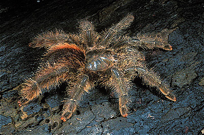  Tarantula