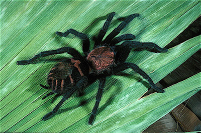 Rio Grande Gold Tarantula