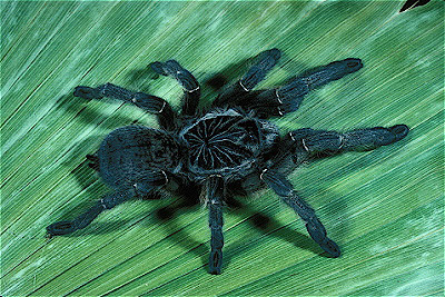 Zambian Grey Mustard Baboon Spider