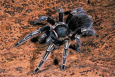 Zebra Tarantula