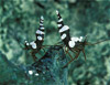 chocolate anemone shrimp