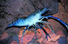 fresh water prawn