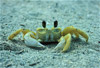 ghost crab