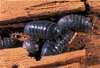 pill bugs