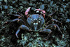 purple rock crab