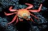 sally lightfoot crab