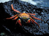 sally lightfoot crab