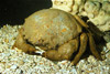 sleepy sponge crab