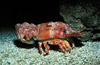 slipper lobster