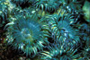 giant green anemone