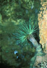 mediterranean anemone