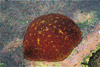 cushion star