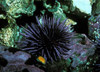 purple sea urchin