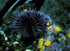 purple sea urchin