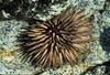 rock boring urchin